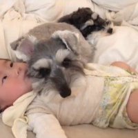 赤ちゃんを枕にするトトちゃん