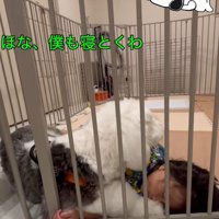 そっと寄り添うポンちゃん