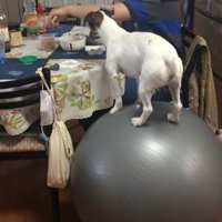 バランスボールに乗っていた！！