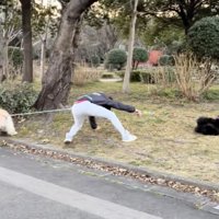 自由すぎるワンコたち