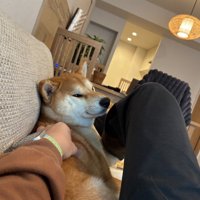 飼い主にくっつかれる柴犬