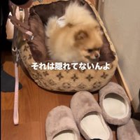 お散歩が嫌で隠れるワンコ3