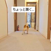 つまずく信長くん