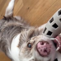 激しく遊ぶRALくん