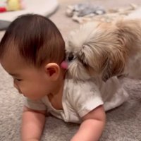 赤ちゃんが大好きなピコちゃん6