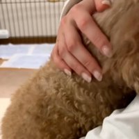 チャミィちゃんをなでる飼い主さん