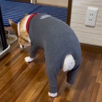 水入れに向かって歩いていく犬