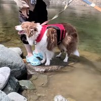 川の石の上に立つボーダーコリー
