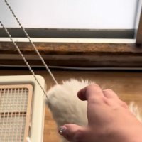 飼い主さんが助けてあげることに