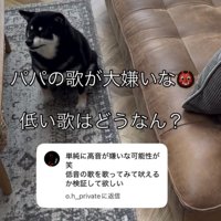 ラグの上に座る犬