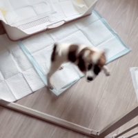 くるくると周りながらサークルの中に入る子犬