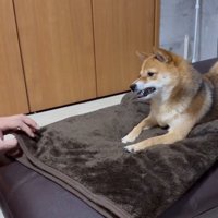 毛布を触ると怒るころ君