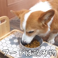ご飯を食べるはなちゃん