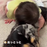 わんこと触れ合いたい