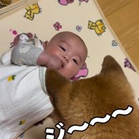 息子さんを見つめるきなこちゃん2