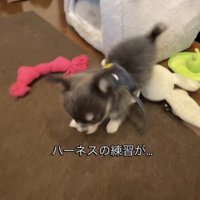 ハーネスをつけて歩く犬
