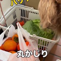 豪快に丸かじり♪