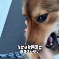 アップの犬2