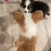 めるちゃんと子犬の初対面