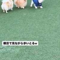 歩く2匹の犬