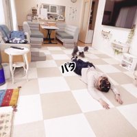 リビングの床にうつ伏せになる飼い主