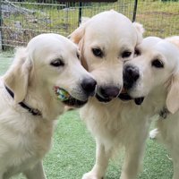 おもちゃをくわえる3匹の大型犬たち％%仲良く一緒におもちゃをくわえているだけの3匹