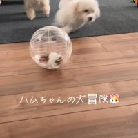 冒険中のハムスターとワンコたち4