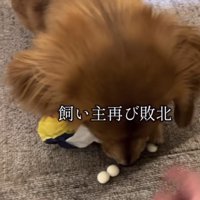 おやつを取る犬2