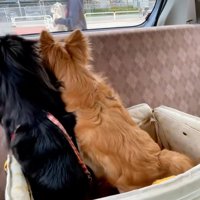ママを探す2匹