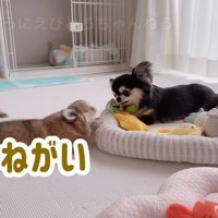 無視を貫くえびちゃん