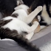 子猫の保護猫、たまちゃん