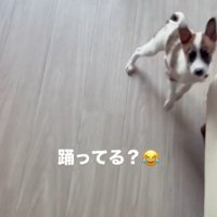 飼い主を見て床の上を飛び跳ねる子犬