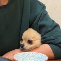 腕から顔を出す犬