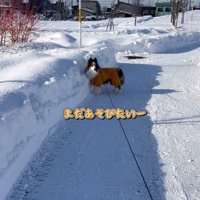 帰宅拒否のさつまくん