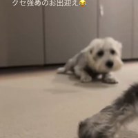 伏せる犬1