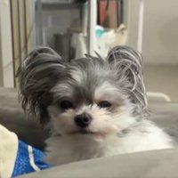 ヨボヨボ