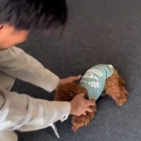 猛犬どころかアイドル！！