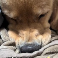 帰宅後は拗ね始めた