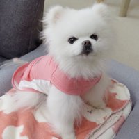 ピンクの服を着てお座りをする犬