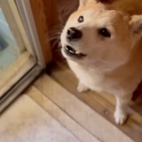 お風呂場で洗われる猫を見て、飼い主を見上げる犬