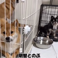 ケージの中の犬たち