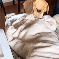 匂いを嗅ぐベルちゃん