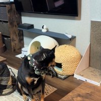 じーっと見ています