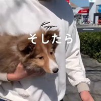 ソフィーちゃんのビフォーアフター3