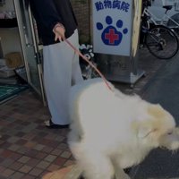 病院の前でリードを引っ張る犬