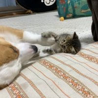 寝転がって向き合うコーギーと子猫