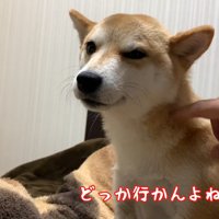 「もうどこにも行かないよね？」
