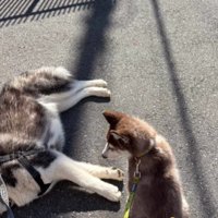 大福くんの方が敗退