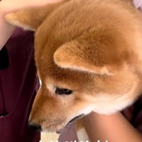 柴犬のつくねちゃん