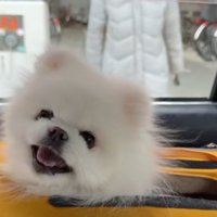 飼い主と一緒にタクシーに乗り込んだ犬